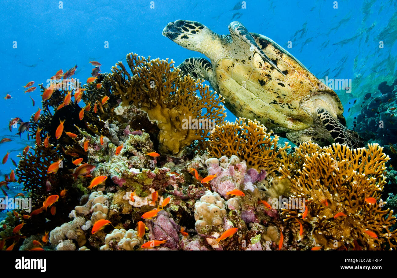 Une tortue imbriquée Eretmochelys imbricata en Mer Rouge Egypte Photo par Adam Butler Banque D'Images