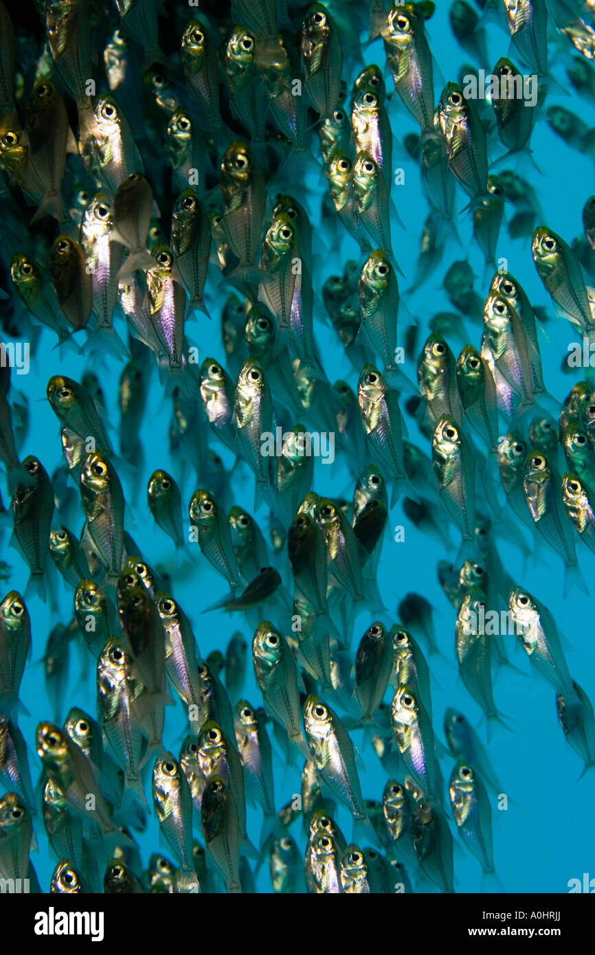 Glassfish ou jaune en balayeuses theie Parapriacanthus ransonneti milliers Photo par Adam Butler Banque D'Images