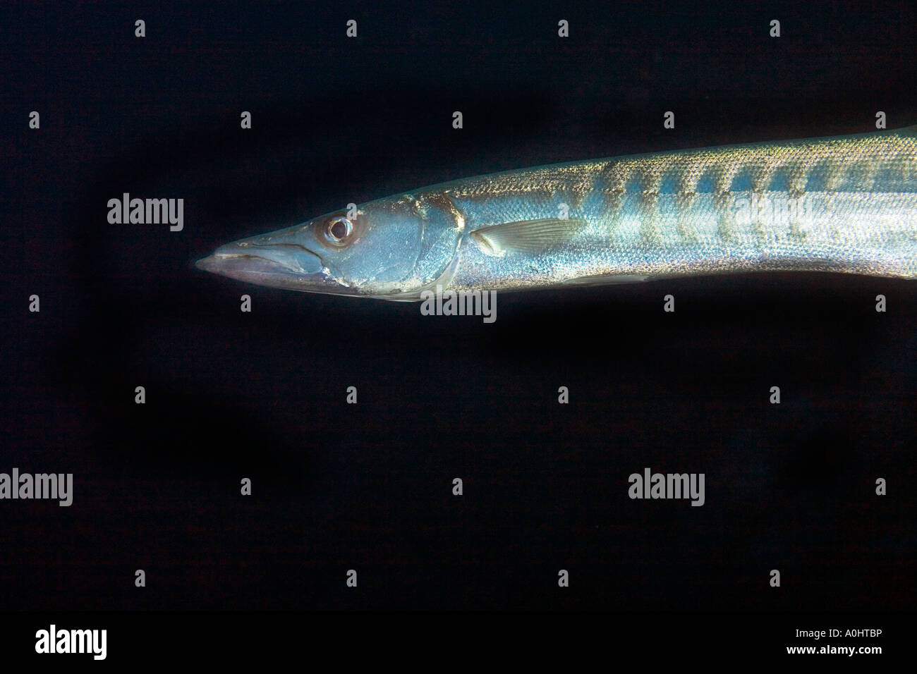 Un fin noir Barracuda dans la mer Rouge Egypte Photo par Adam Butler Banque D'Images