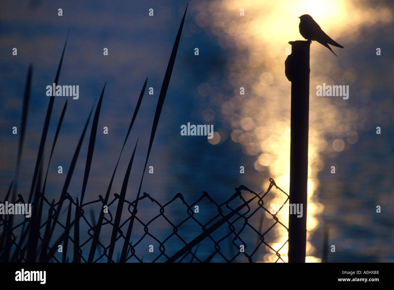 Oiseau sur un piquet de Lost Lagoon Vancouver British Columbia Canada Banque D'Images