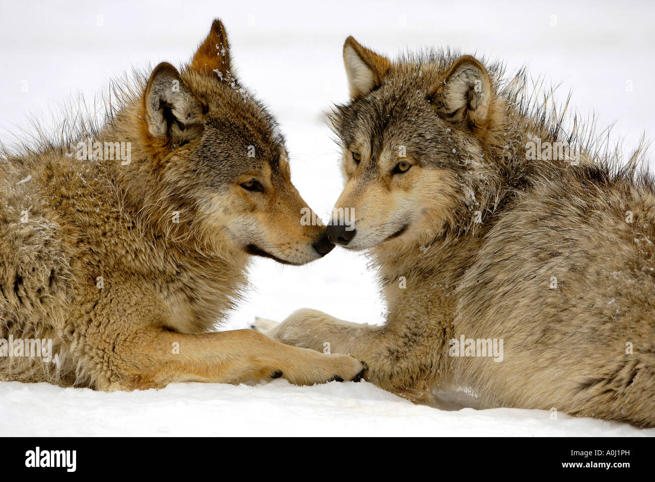 Deux jeunes wolfes à jouer dans la neige (Canis lupus occidentalis) Banque D'Images