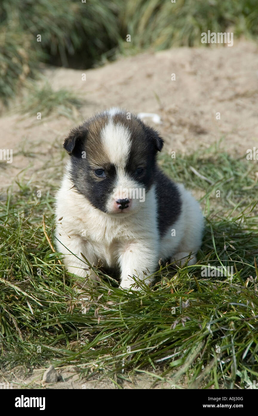 Groenland chien, chiot, Groenland Banque D'Images