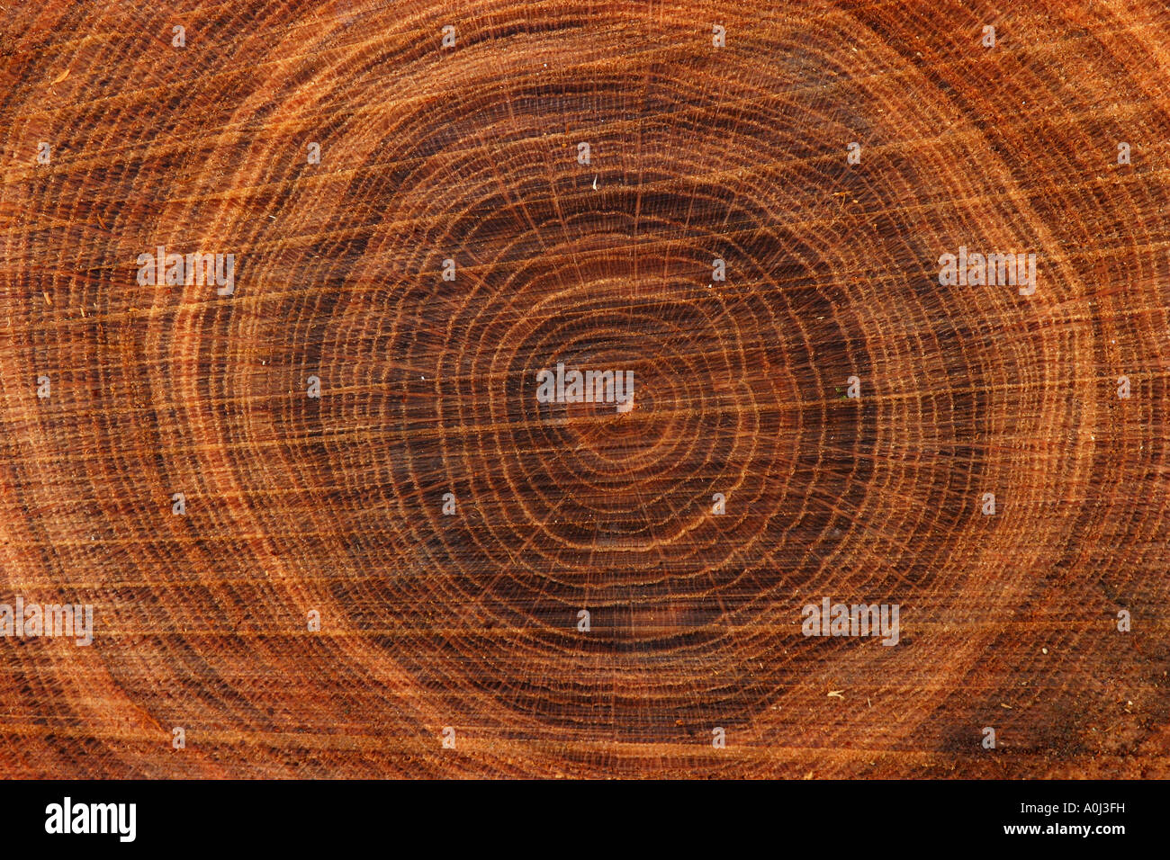Tree-rings, calendrier naturel à l'intérieur d'un arbre, section d'un tronc  d'arbres, chêne Photo Stock - Alamy