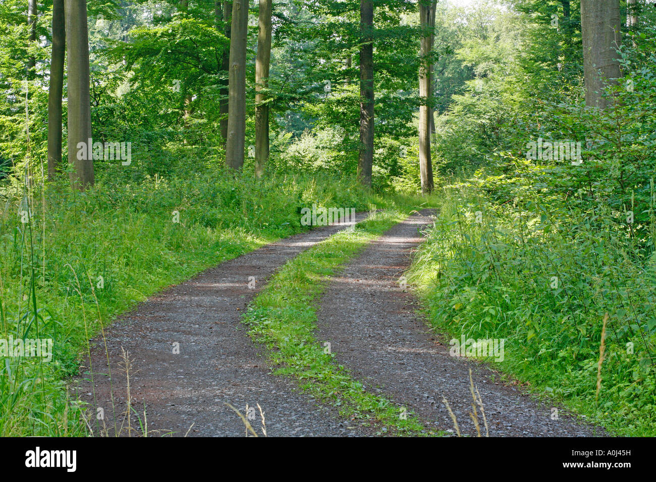 Chemin de la forêt en été avec les hêtres Banque D'Images