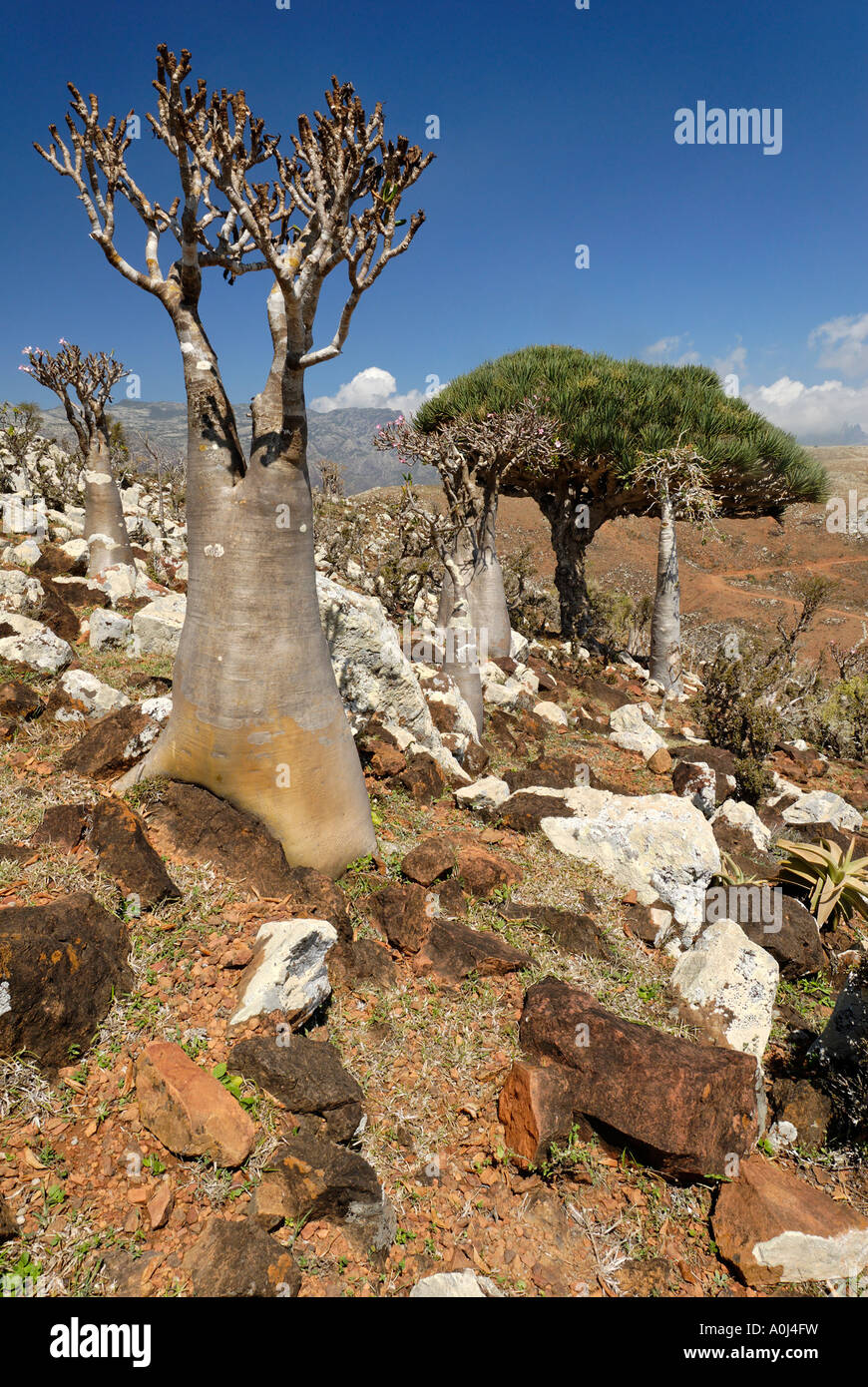 Desert Rose de Socotra ou bouteille Arbre, Adenium obesum sokotranum