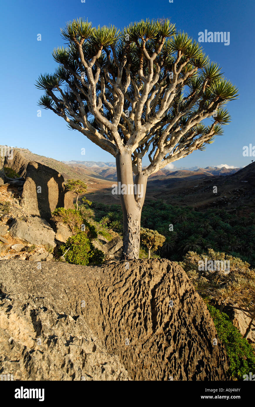 Sang du Dragon arbre sur l'île de Socotra, UNESCO World Heritage Site, Yémen Banque D'Images