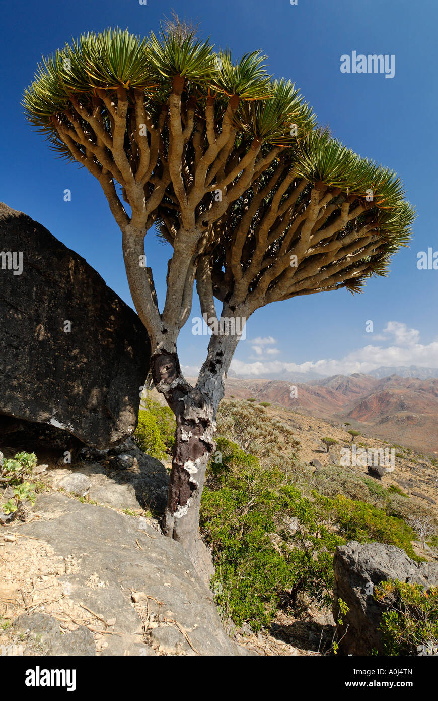 Sang du Dragon arbre sur l'île de Socotra, UNESCO World Heritage Site, Yémen Banque D'Images