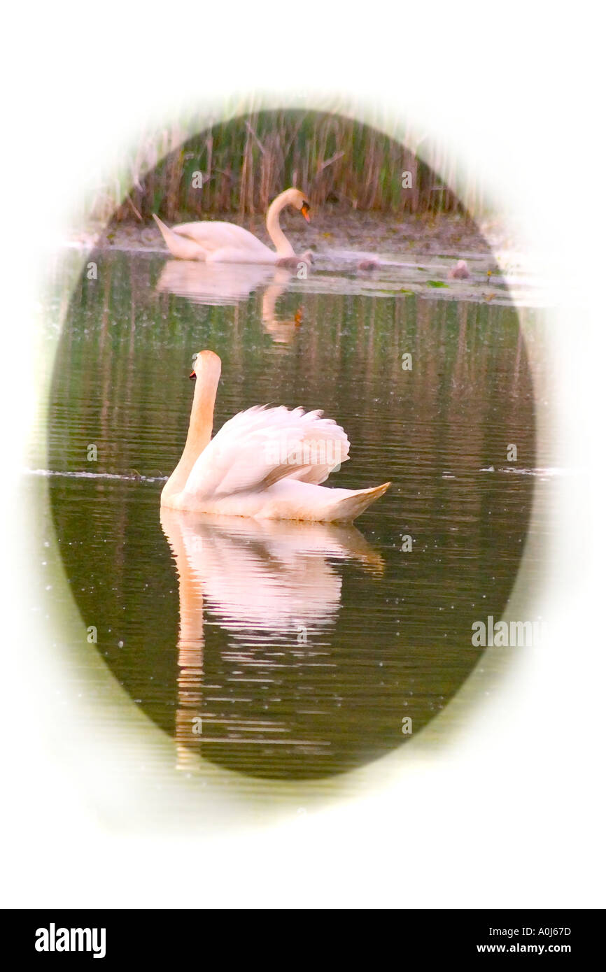 L'eau du lac de la rivière Swan cygnets banque réflexion anniversaire carte Oiseaux Oiseaux Banque D'Images