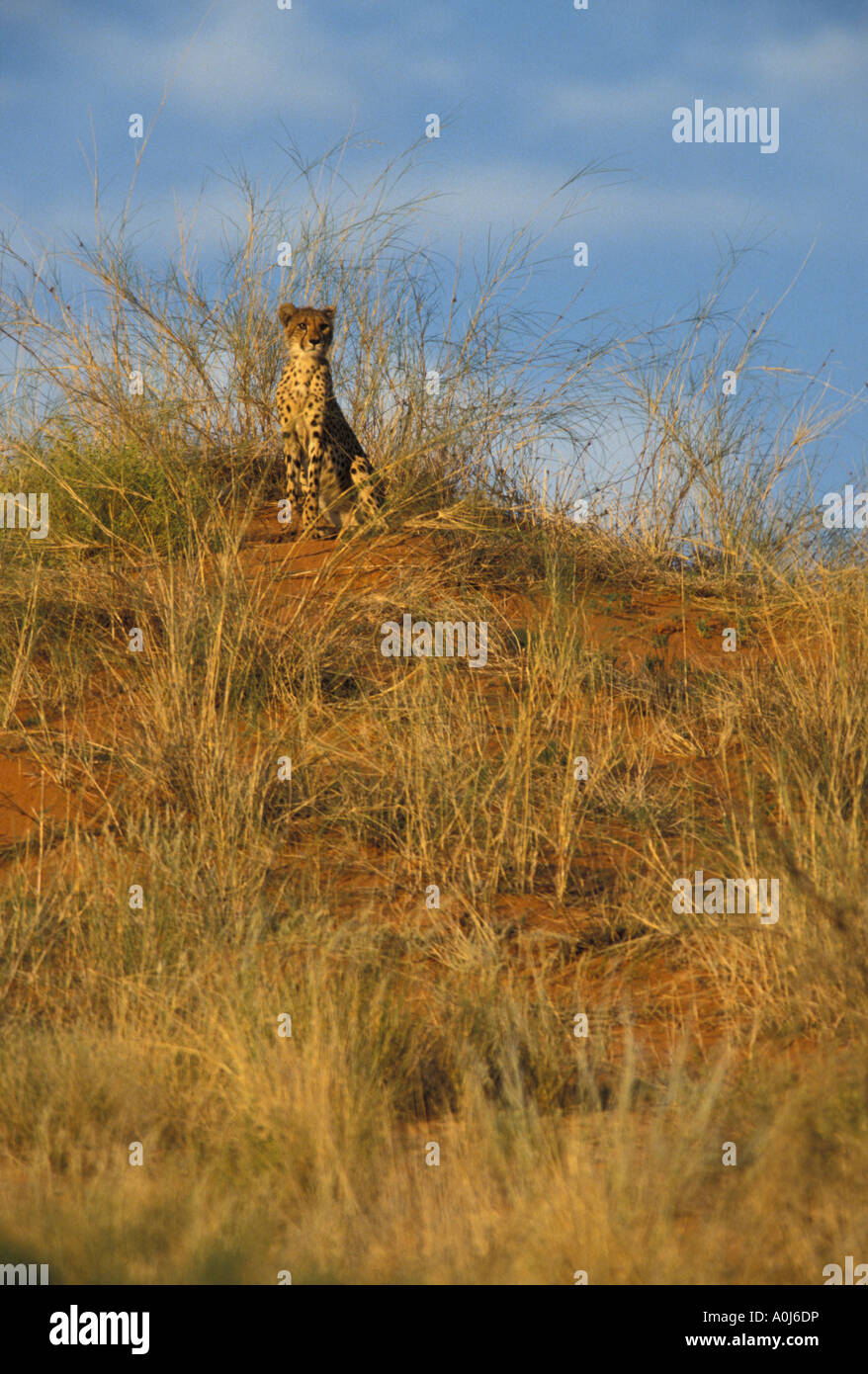 Afrique du Sud Parc transfrontalier de Kgalagadi Guépard Acinonyx jubatas Jeunes adultes assis sur des dunes de sable rouge Banque D'Images