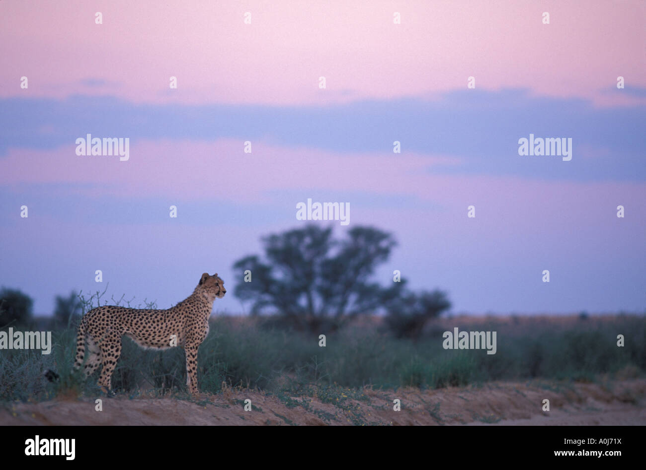 L'Afrique du Kgalagadi Transfrontier Park Cheetah Acinonyx jubatas au crépuscule près de la rivière Nossob dans désert du Kalahari Banque D'Images