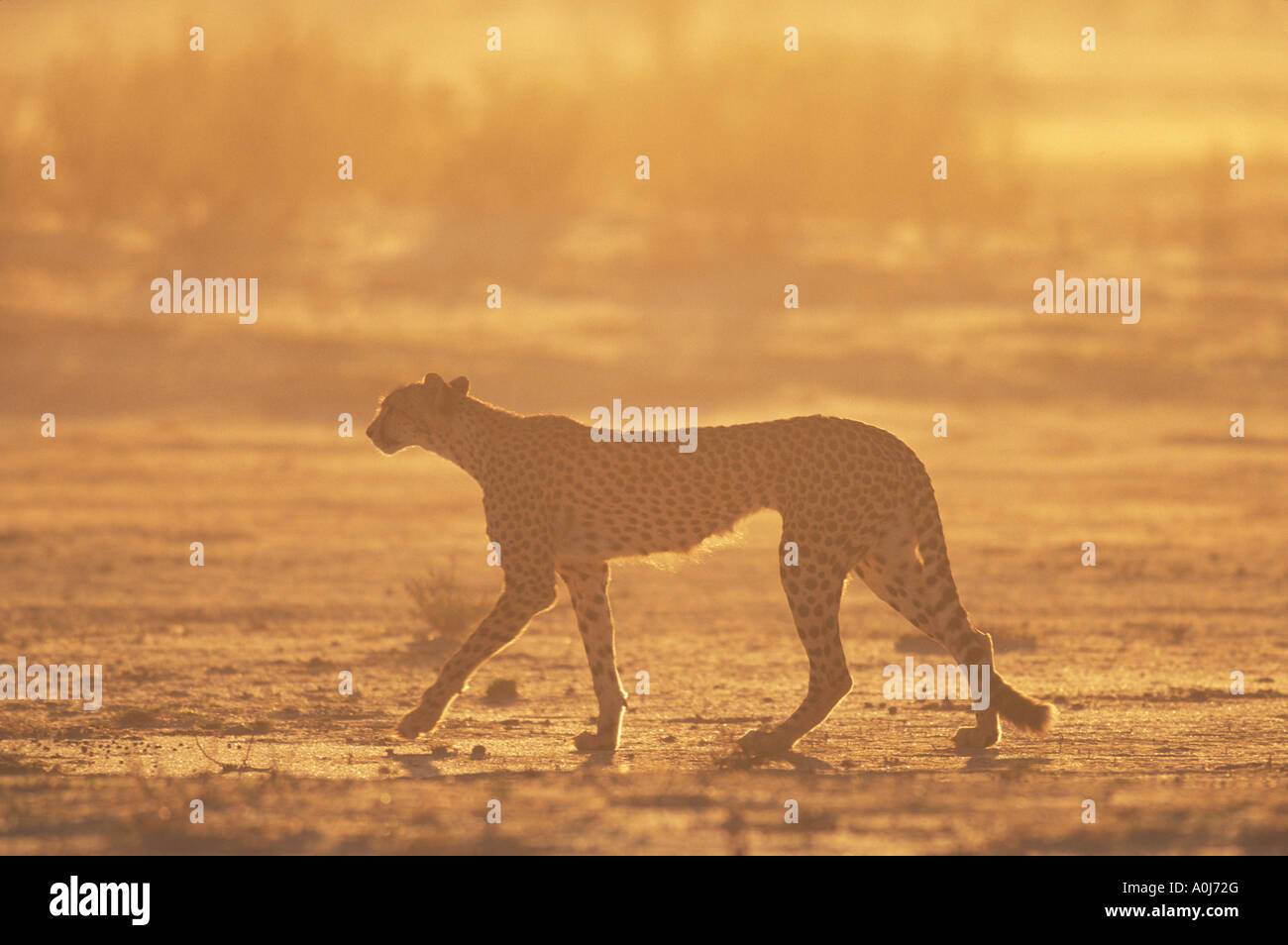 L'Afrique du Kgalagadi Transfrontier Park Cheetah Acinonyx jubatas via canal marche à sec de la rivière Nossob Banque D'Images
