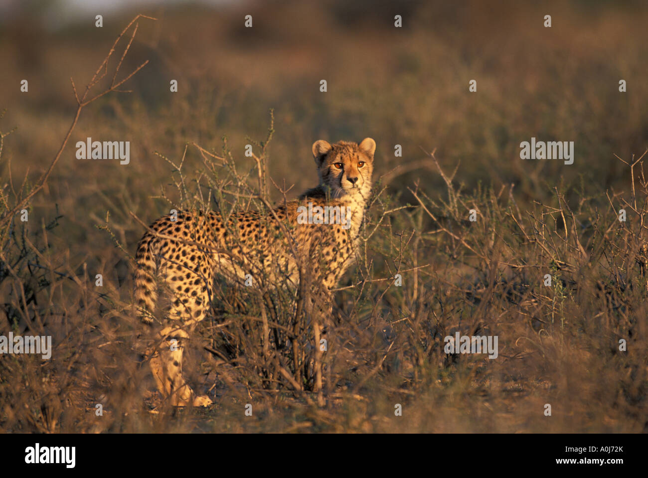 L'Afrique du Kgalagadi Transfrontier Park Cheetah Acinonyx jubatas marcher par végétation sèche Banque D'Images