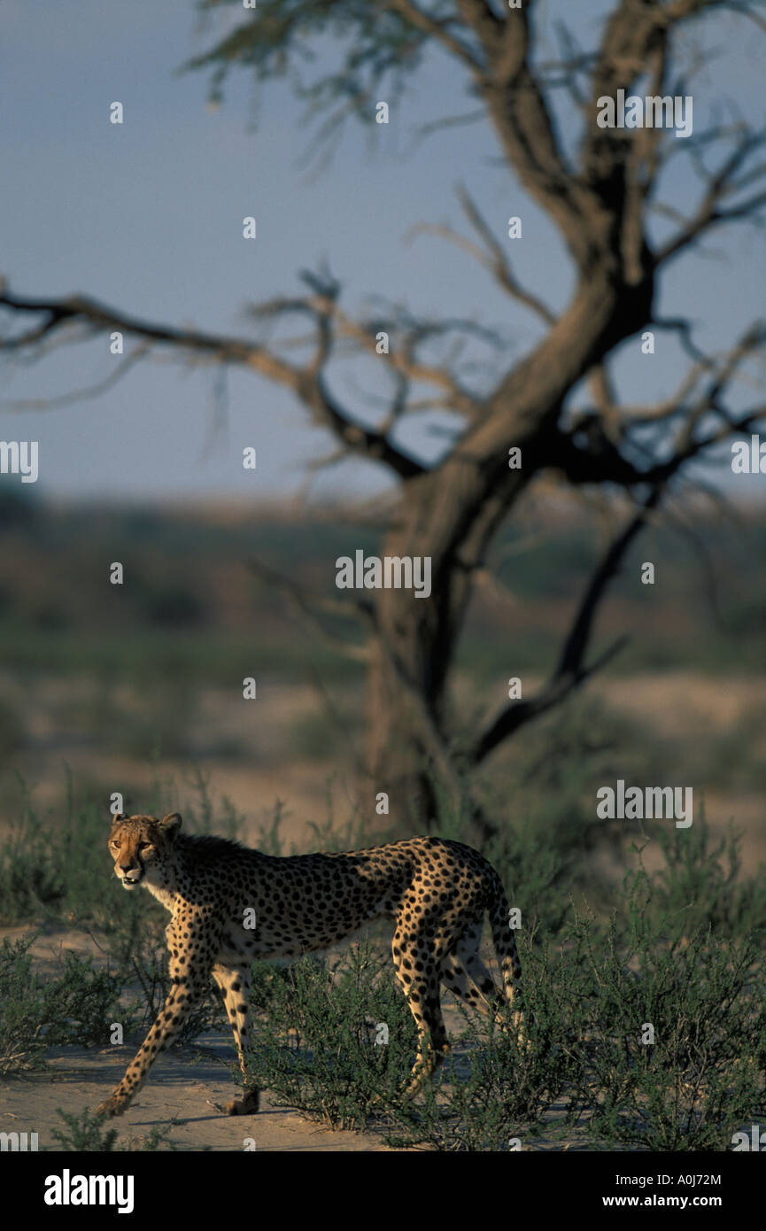 L'Afrique du Kgalagadi Transfrontier Park Cheetah Acinonyx jubatas marche à travers le désert du Kalahari à sec au coucher du soleil Banque D'Images