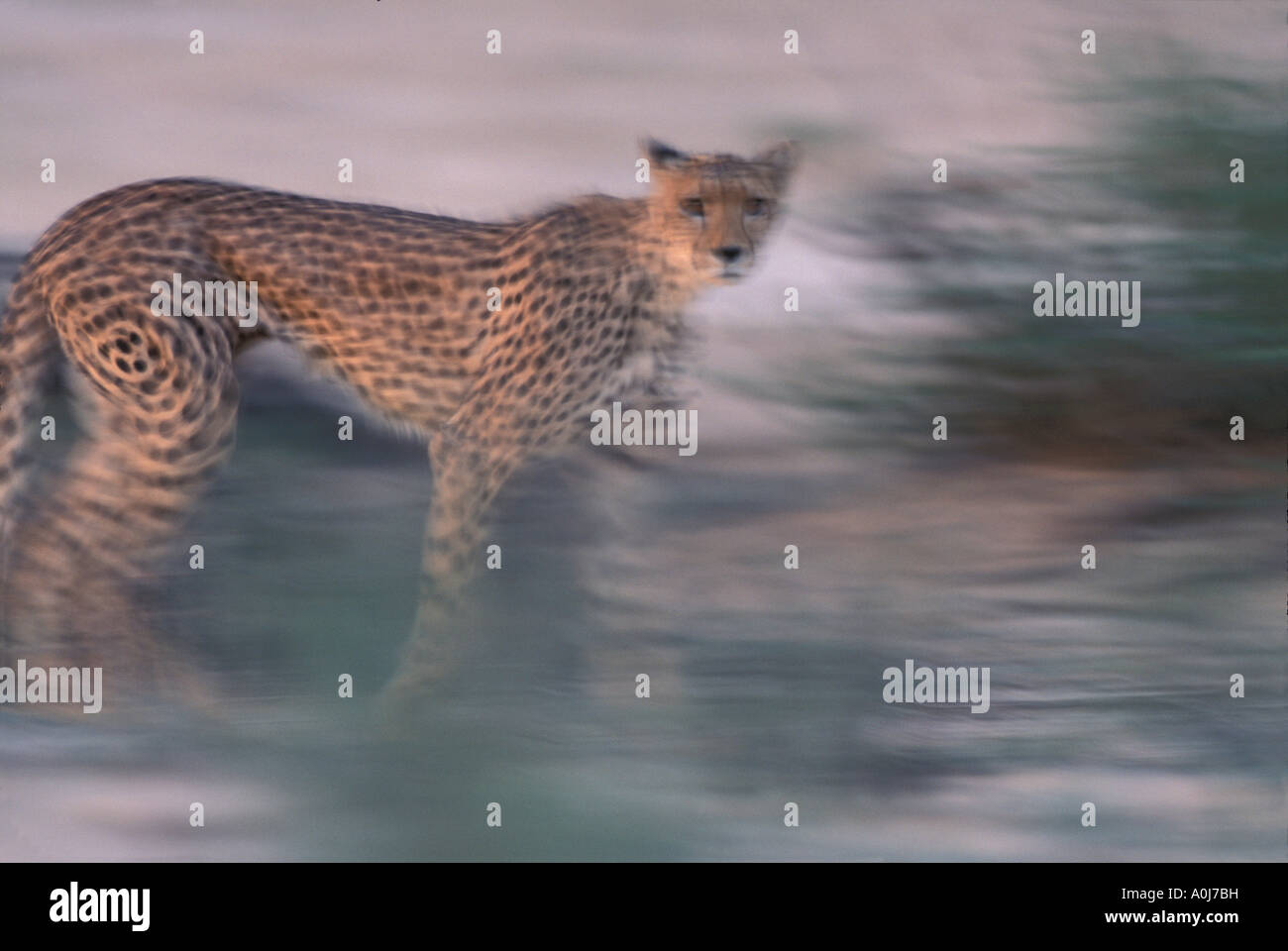 Parc transfrontalier de Kgalagadi en Afrique du Sud estompée cheetah Acinonyx jubatas promenades le long de la rivière à sec Banque D'Images