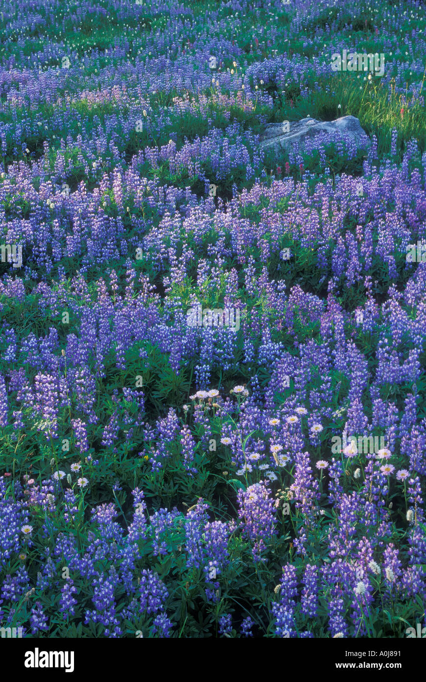 Lupin et marguerites dans le long meadow vista nisqually paradis sentier Mount Rainier National Park, Washington usa Banque D'Images