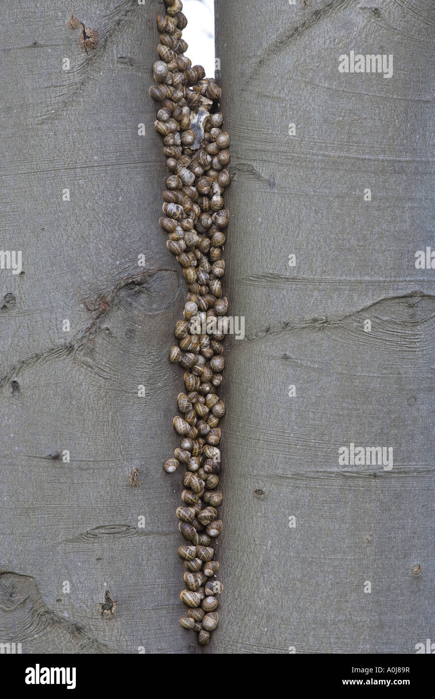 Escargots Helix aspersa pendant l'hiver dans un grand groupe sur Un tronc d'arbre North Norfolk Banque D'Images