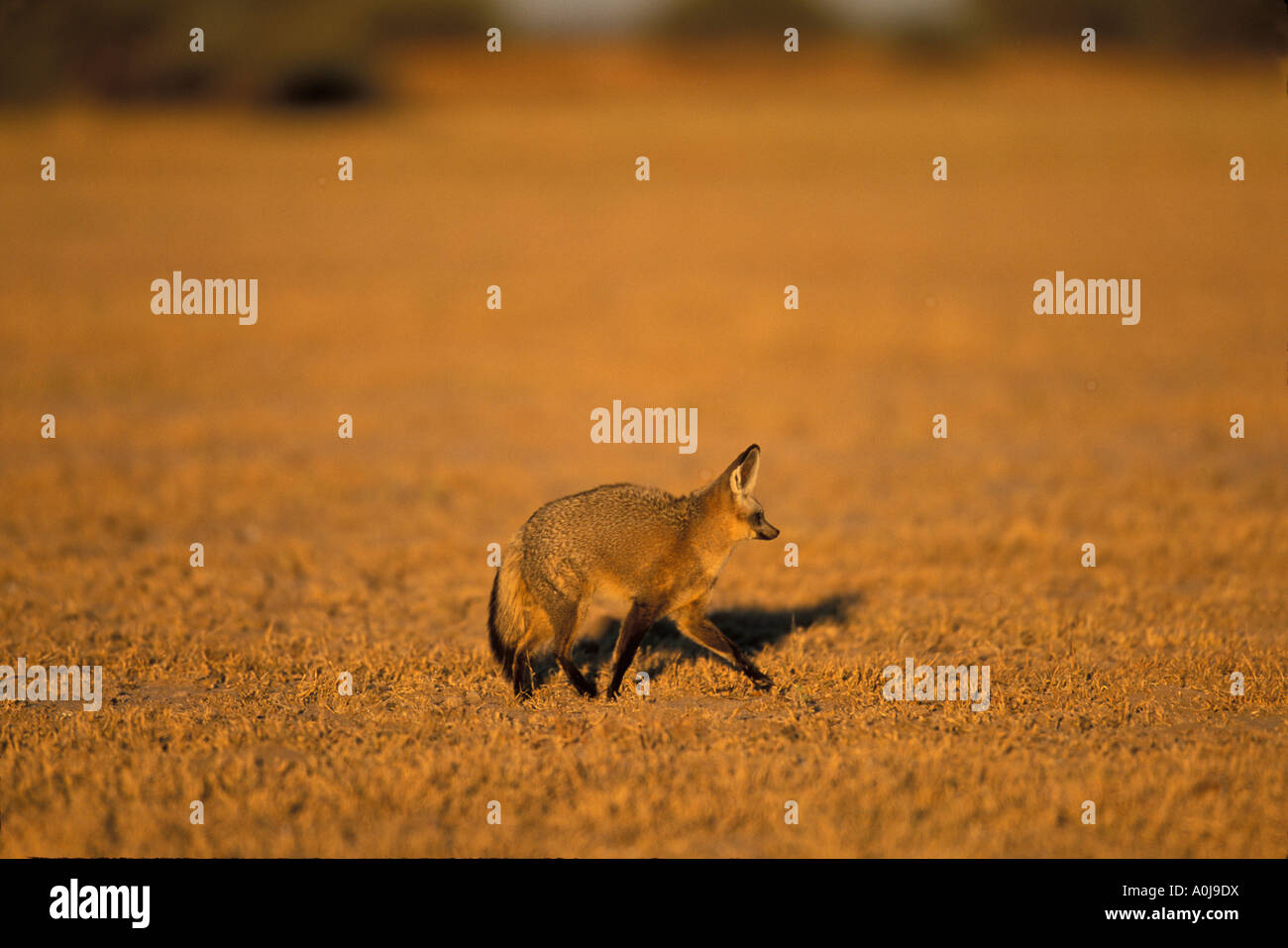 L'Afrique, Botswana, Parc National de Nxai Pan, Bat Eared Fox (Otocyon megalotis) près de den au lever du soleil dans le désert du Kalahari Banque D'Images