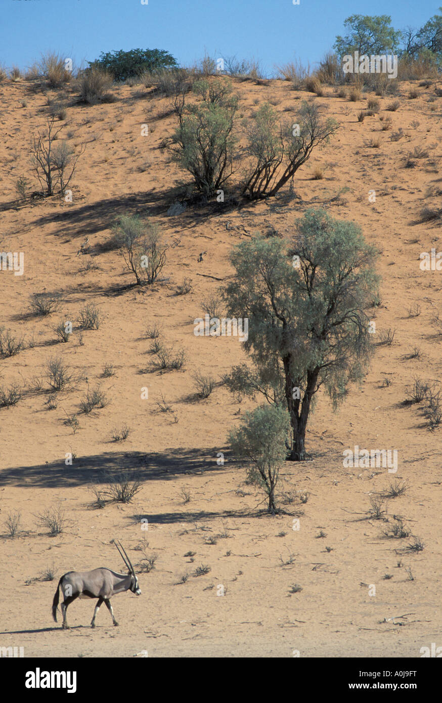 Afrique du Sud Parc transfrontalier de Kgalagadi Gemsbok, Oryx gazella marche à travers les dunes de sable rouge du désert du Kalahari Banque D'Images