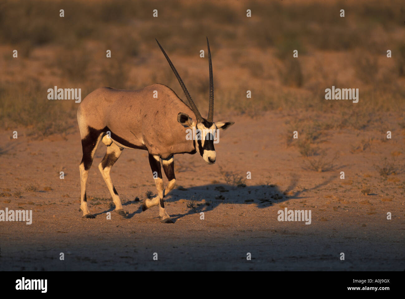 Afrique du Sud Parc transfrontalier de Kgalagadi Gemsbok, Oryx gazella éclairées par le soleil du matin Banque D'Images