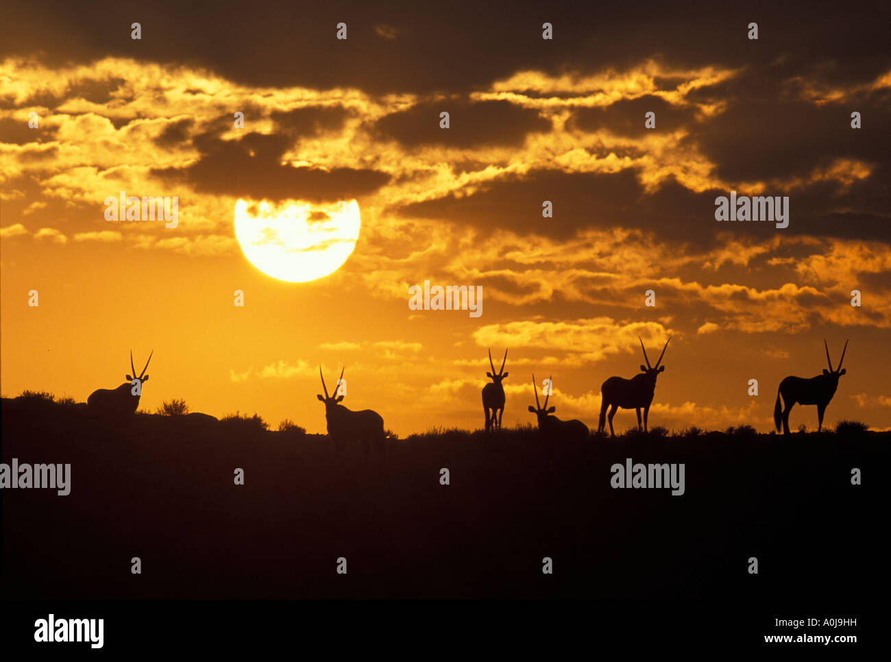 L'Afrique du Sud le parc national de Kalahari Gemsbok, Oryx gazella Oryx sur la colline au-dessus de la rivière Auob au lever du soleil Banque D'Images