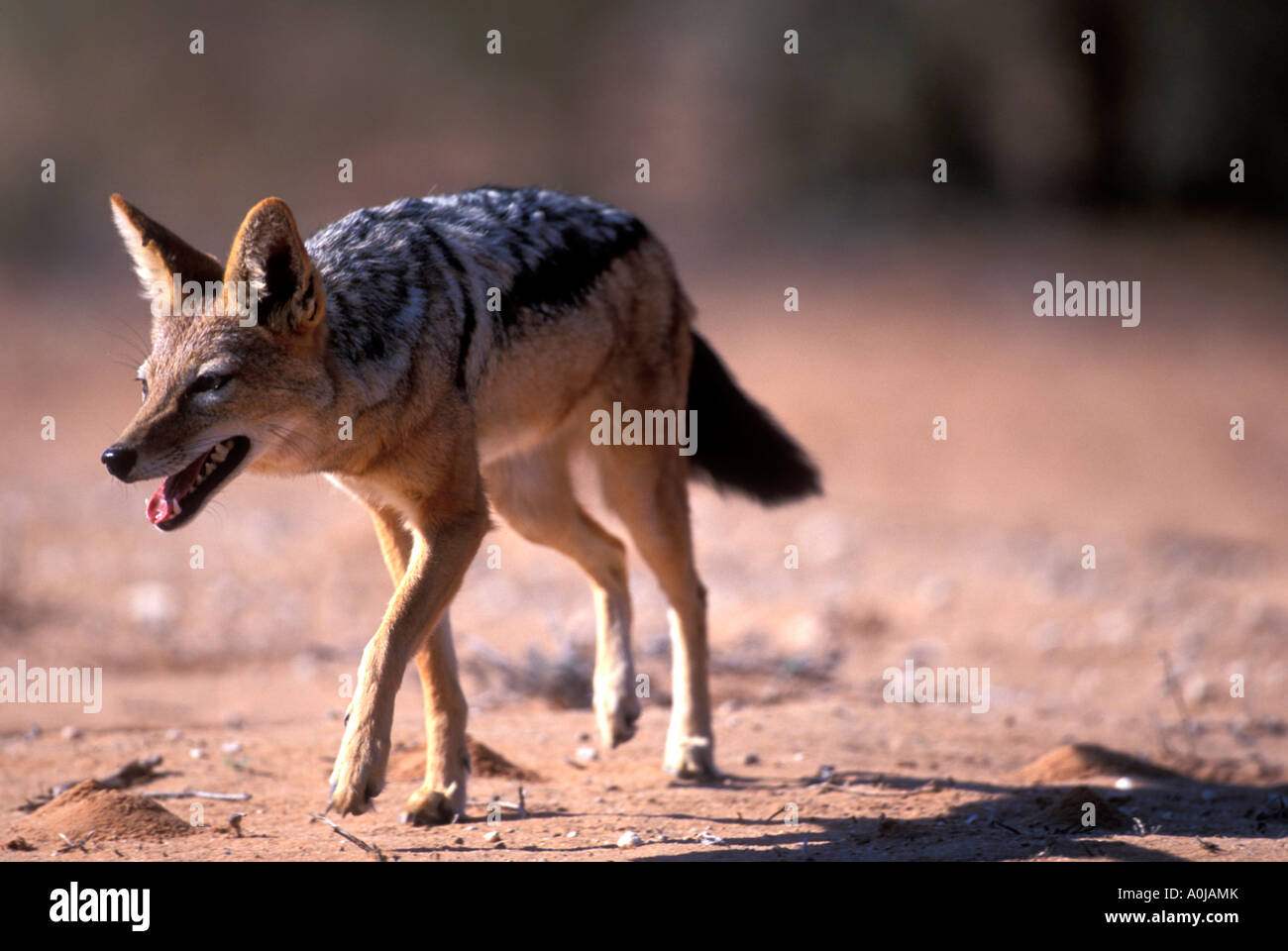 Afrique du Sud Parc transfrontalier de Kgalagadi Chacal Canis mesomelas noir appuyé sur le désert du Kalahari Banque D'Images