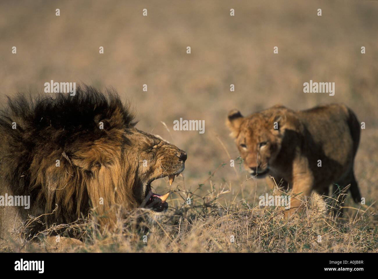 Zone de conservation de Ngorongoro Tanzanie lion Panthera leo grognements à cub tout en se nourrissant de gnous dans le cratère du Ngorongoro Banque D'Images