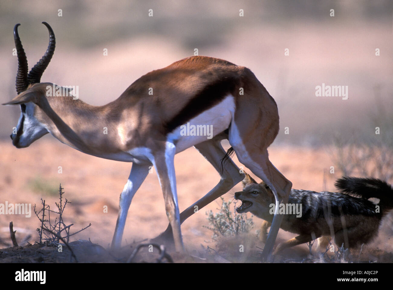 Afrique du Sud Parc transfrontalier de Kgalagadi Chacal Canis mesomelas noir soutenu poursuit Antidorcas marsupialis Springbok Banque D'Images
