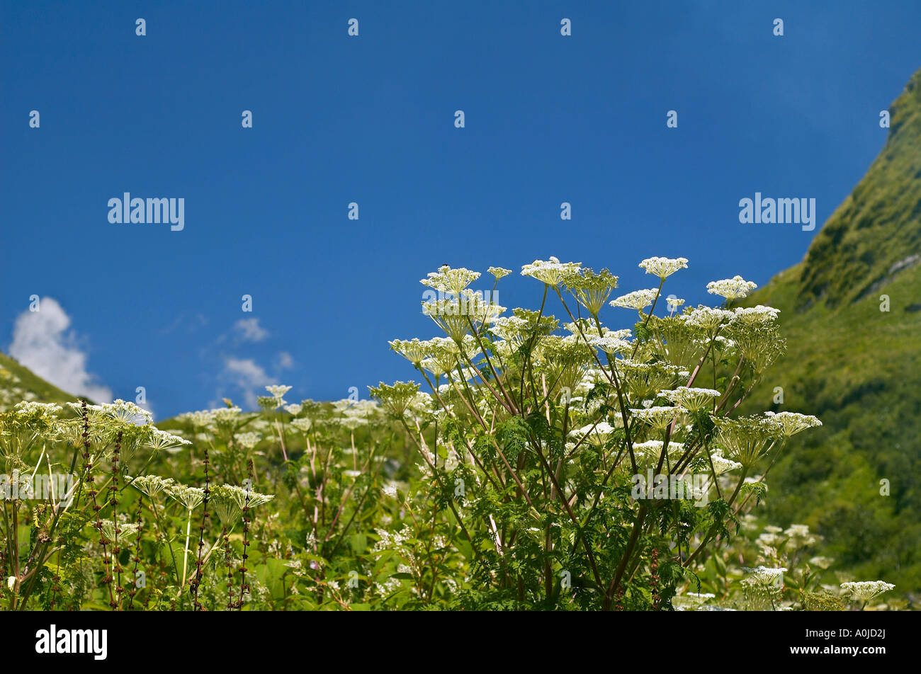 Fleurs de Montagne, à l'horizontale, l'Uttaranchal, Inde Banque D'Images