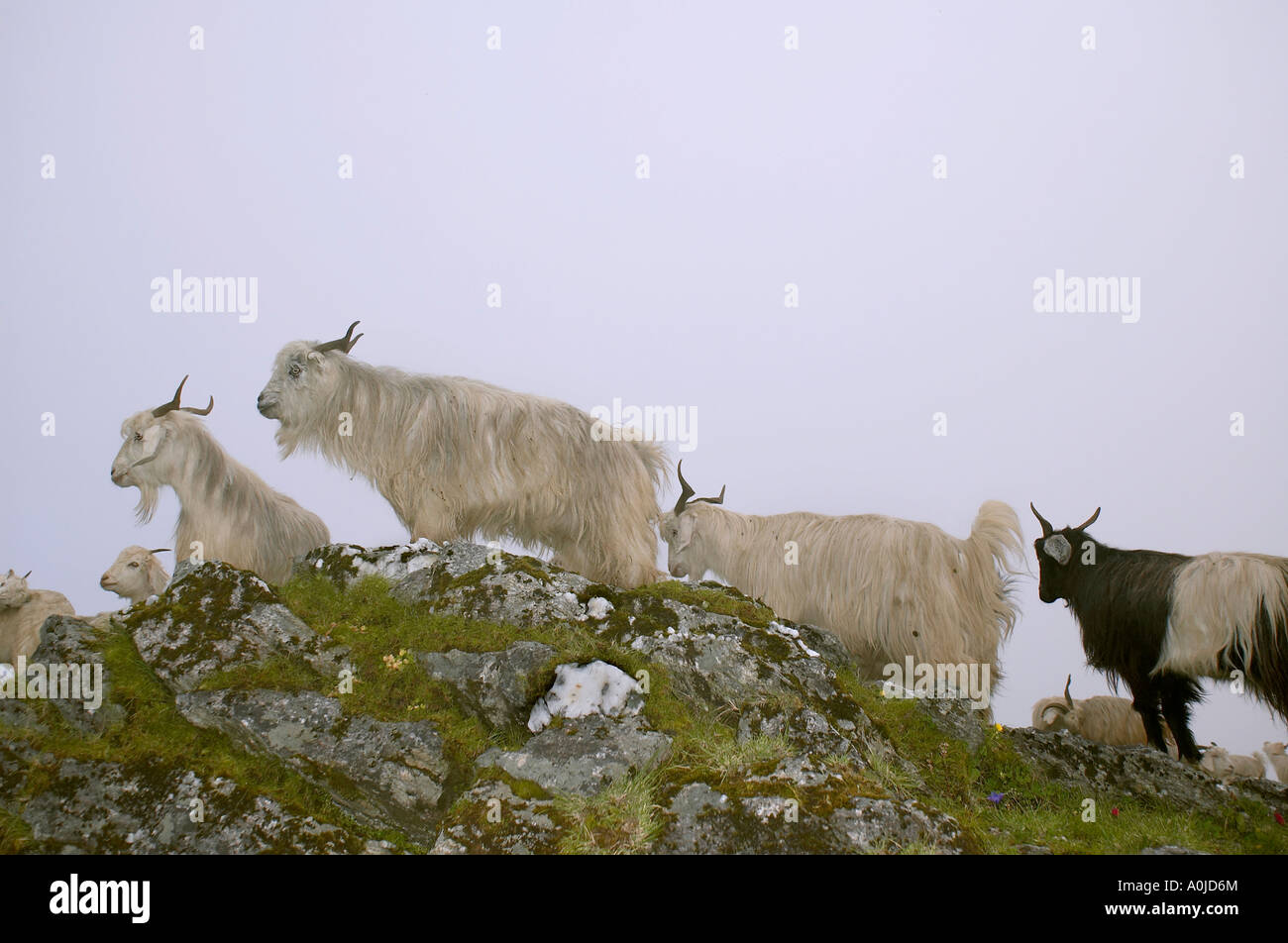 Les chèvres en prairie alpine, de l'Uttaranchal, Inde Banque D'Images