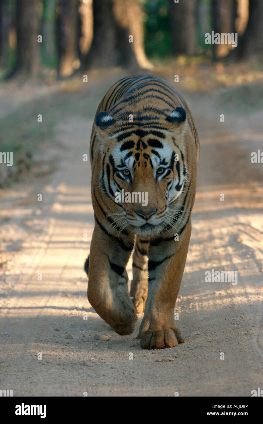 Tiger. La Réserve de tigres de Kanha, Madhya Pradesh, Inde. Panthera tigris tigris est le plus grand nombre de sous-espèces de tigres. Banque D'Images Tiger. La Réserve de tigres de Kanha, Madhya Pradesh, Inde. Panthera tigris tigris est le plus grand nombre de sous-espèces de tigres. Banque D'Images