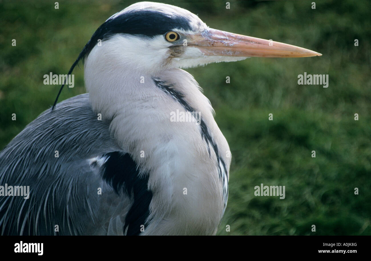 D'attractions et parc animalier birdworld Heron à Farnham Banque D'Images
