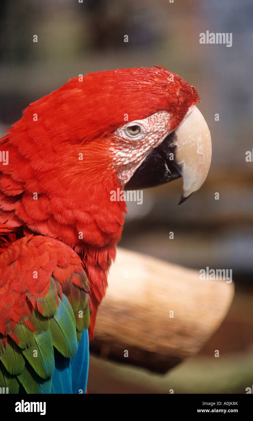D'attractions et parc animalier Birdworld au perroquet à Farnham Banque D'Images