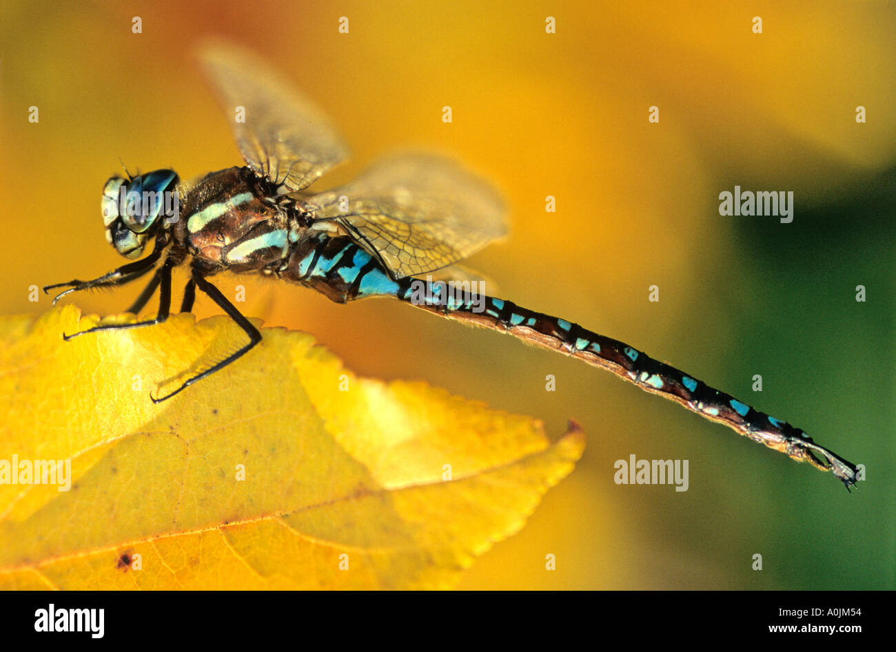 Dragon Fly 1 Banque D'Images
