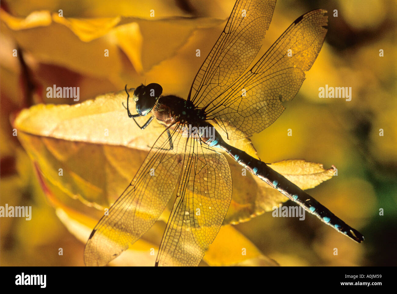 Dragon Fly 3 Banque D'Images