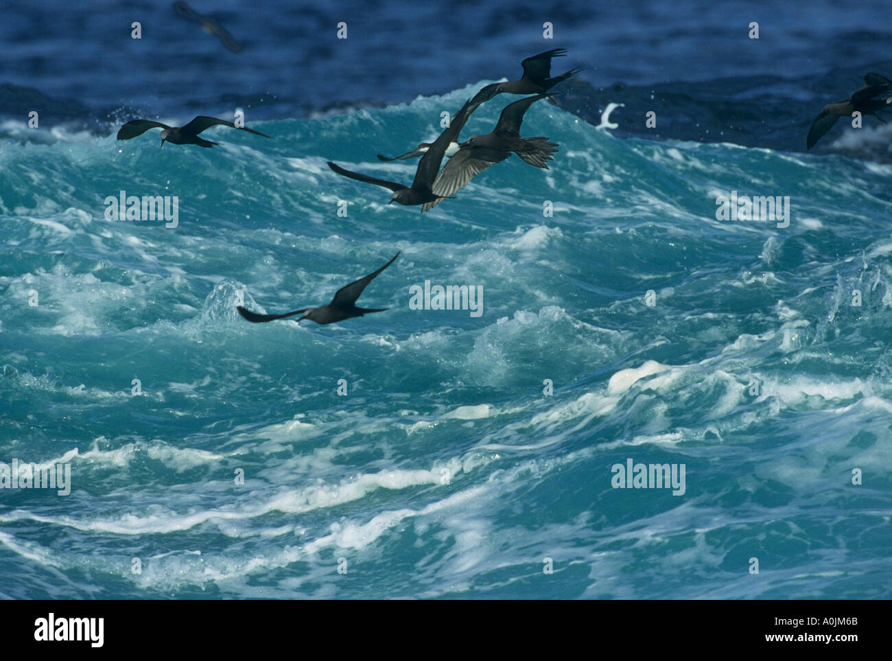 Brown noddis communs en vol Anous stolidus Banque D'Images