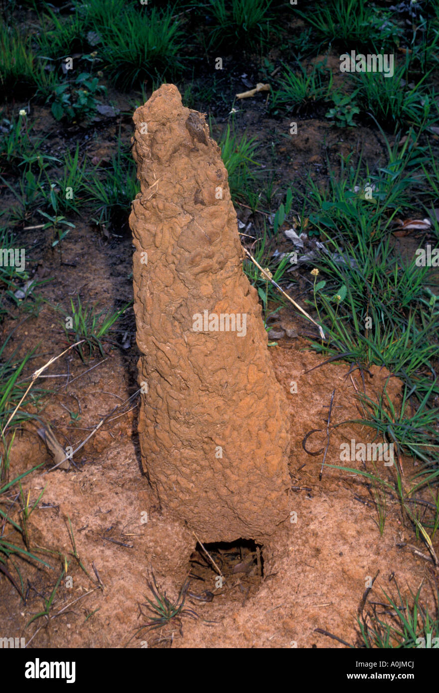 Termite Hill, termitière, termite, termites, caiman refuge écologique, Pantanal, Mato Grosso, Mato grosso do Sul, Brésil, Amérique du Sud Banque D'Images