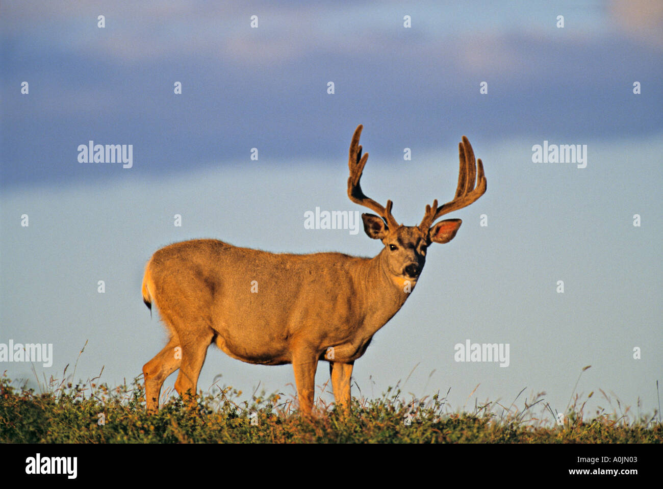 Mule Deer Buck 36 Banque D'Images