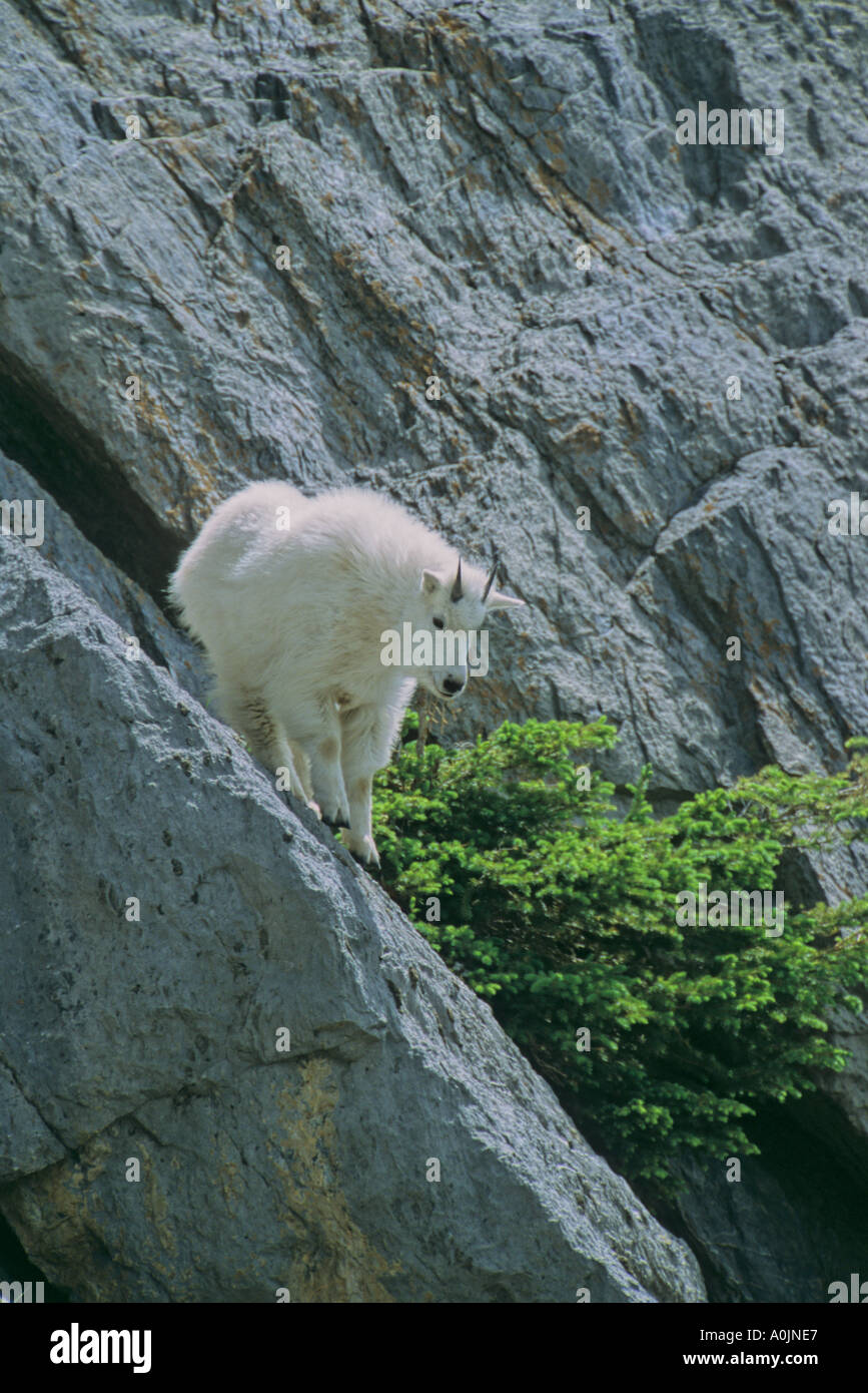 Un peu la chèvre de montagne Banque D'Images
