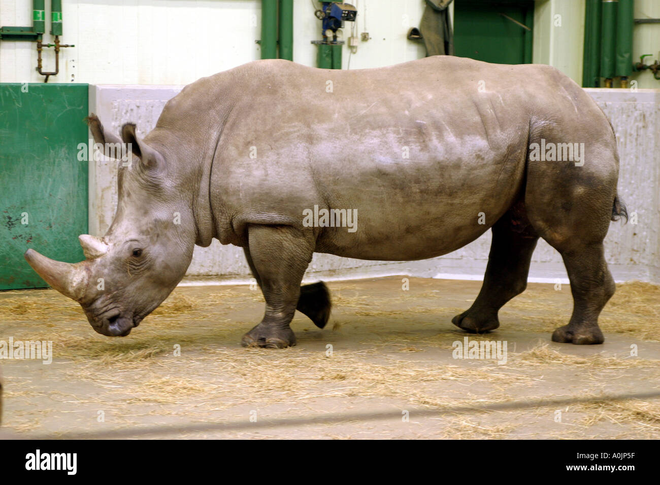 Rhino Ceratotherium simun zoo de Kolmården en Suède Banque D'Images