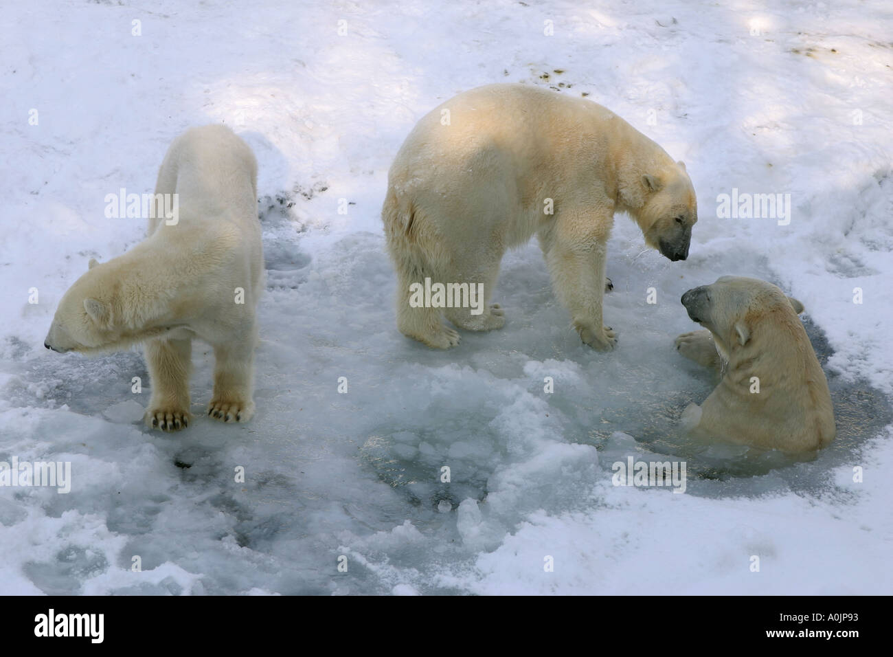 Trois ours polaires (Ursus maritimus) Banque D'Images