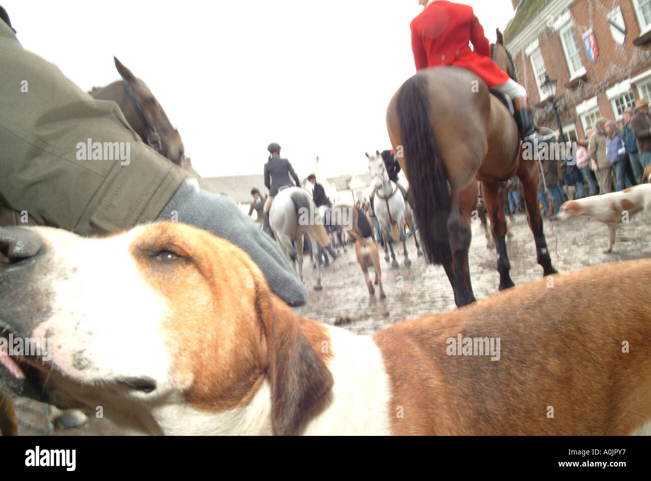 Boxing Day Hunt Rencontrez portrait de chien de chasse Banque D'Images