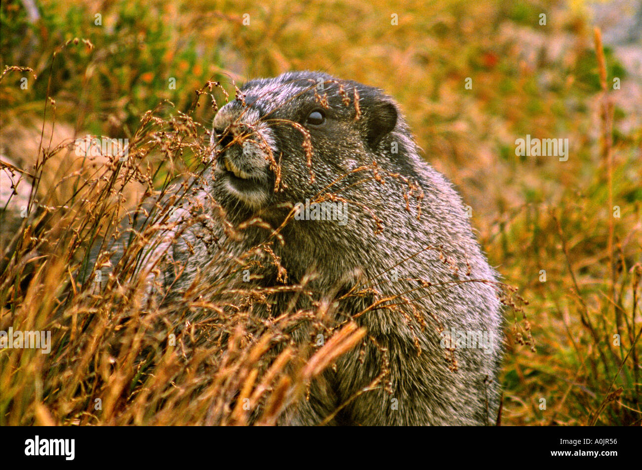 Marmotte des Rocheuses 3 Banque D'Images