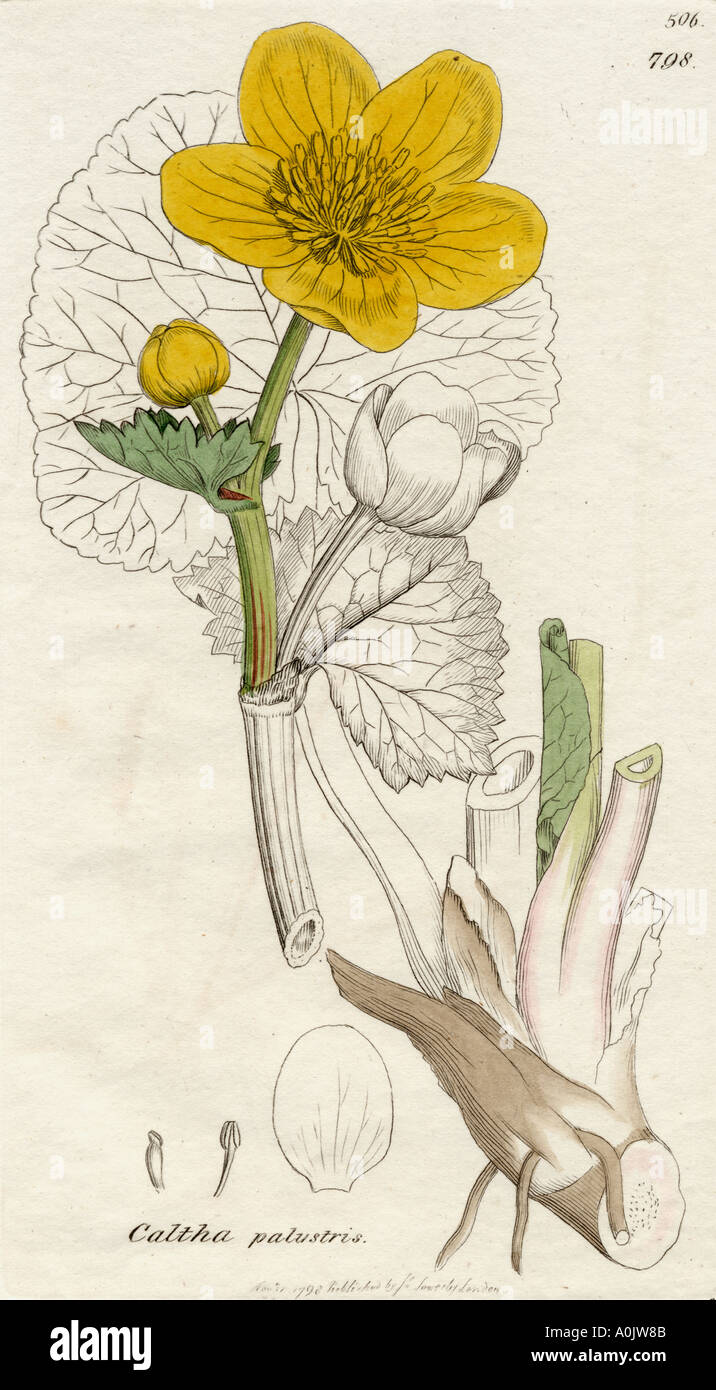 Caltha palustris. Souci de marais, d'un 19e siècle imprimer. Banque D'Images