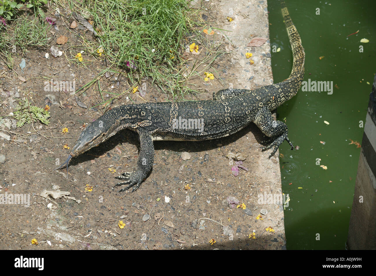 La faune de Suan Lumphini Parc Lumphini Lumphini est le plus grand parc du centre-ville de Bangkok en Thaïlande Banque D'Images