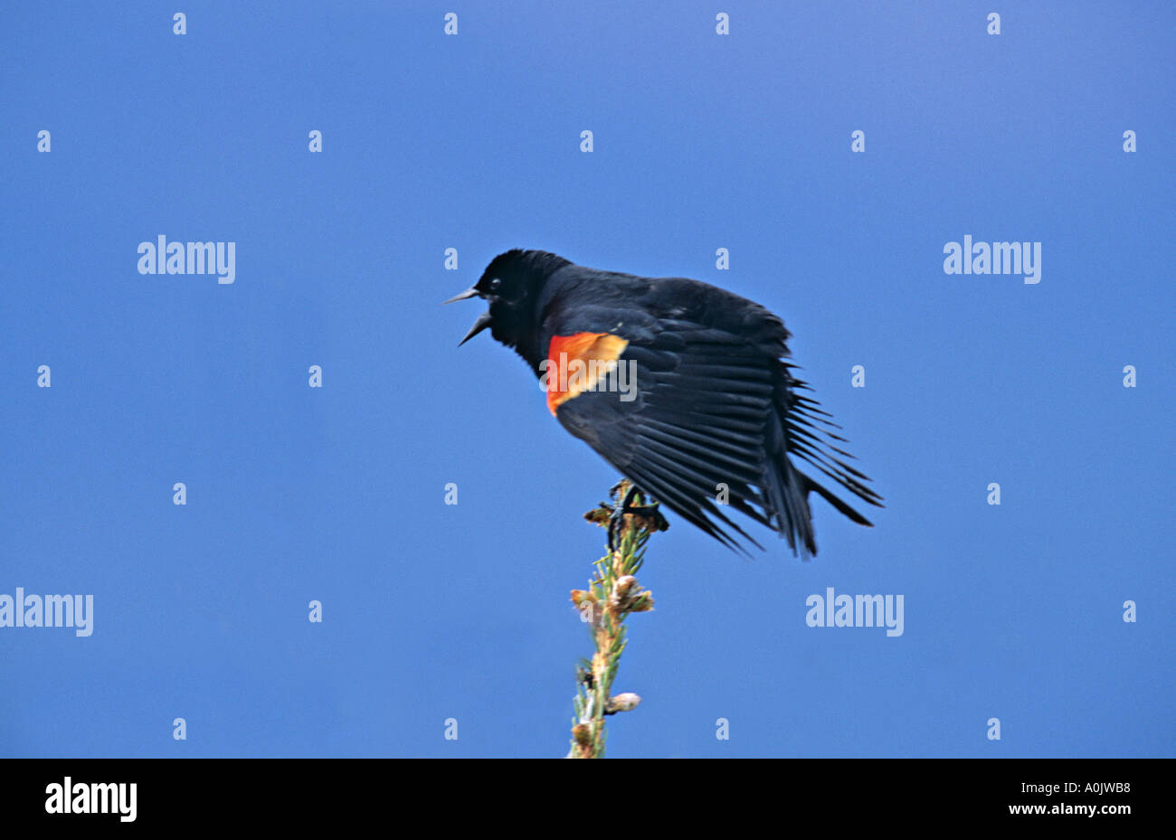 Oiseau Noir ailé rouge 1 Banque D'Images
