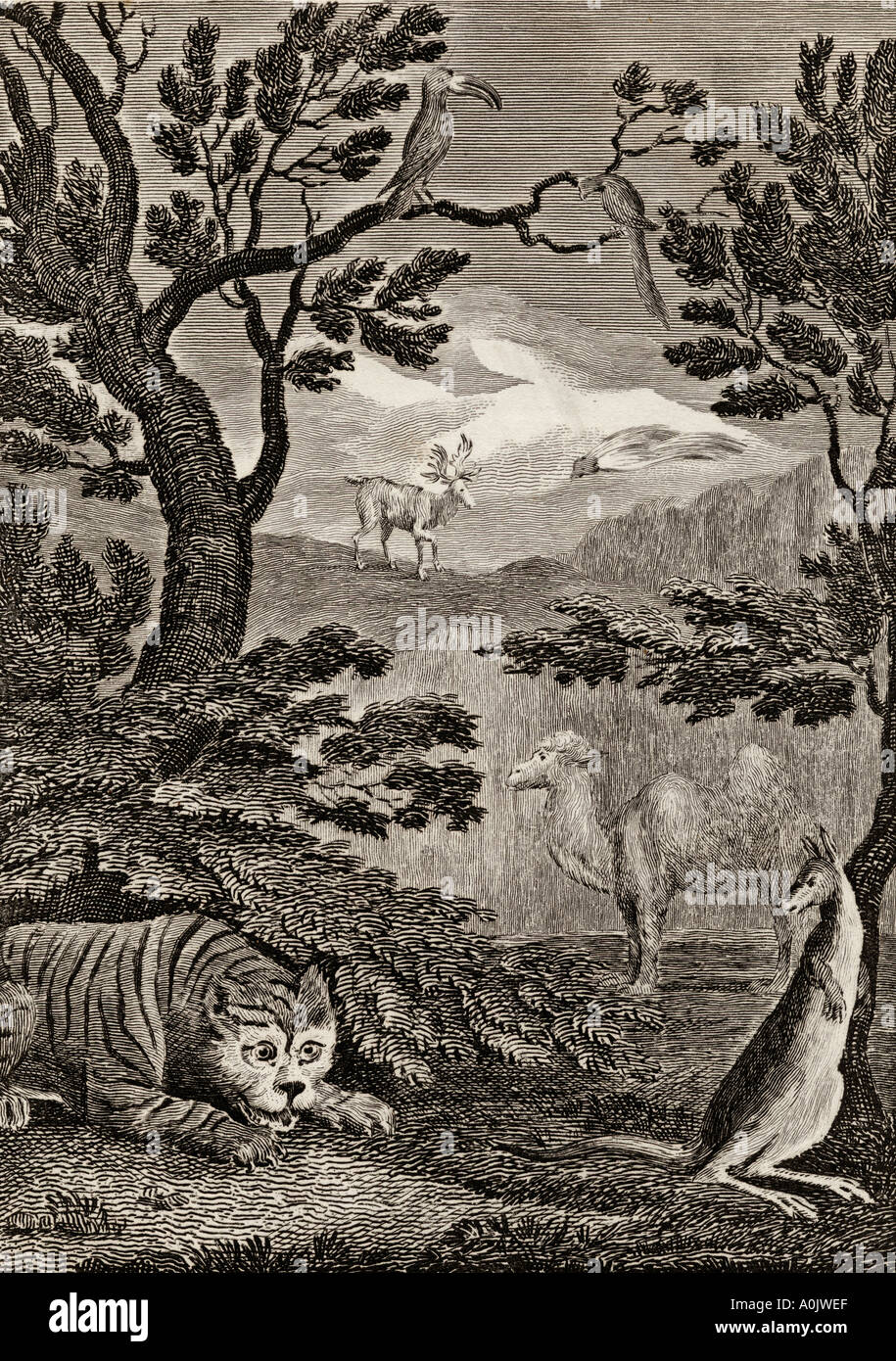 Les animaux d'Asie. 18e siècle imprimer gravé par Wallis après W M Craig Banque D'Images
