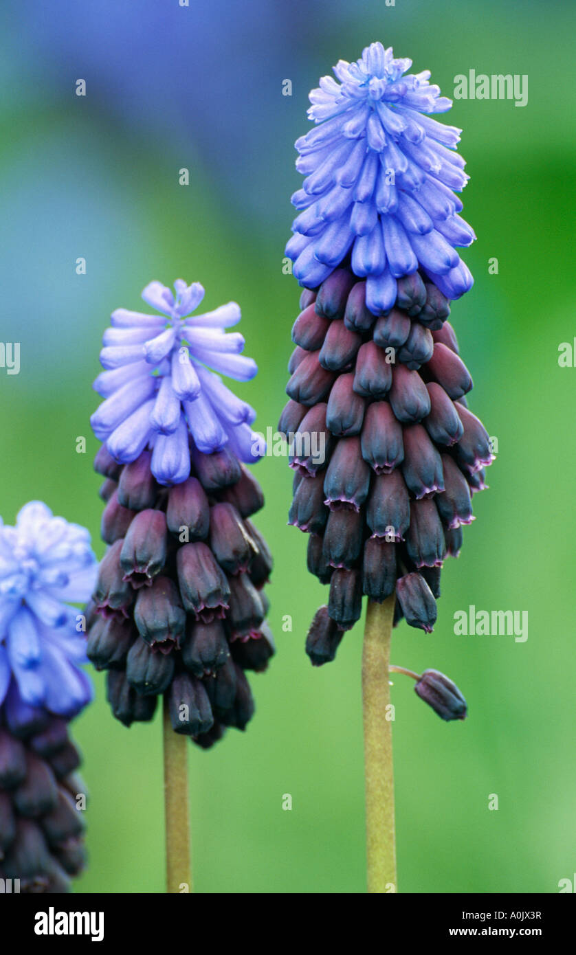 Close-up de raisin bleu-hyacinth Banque D'Images