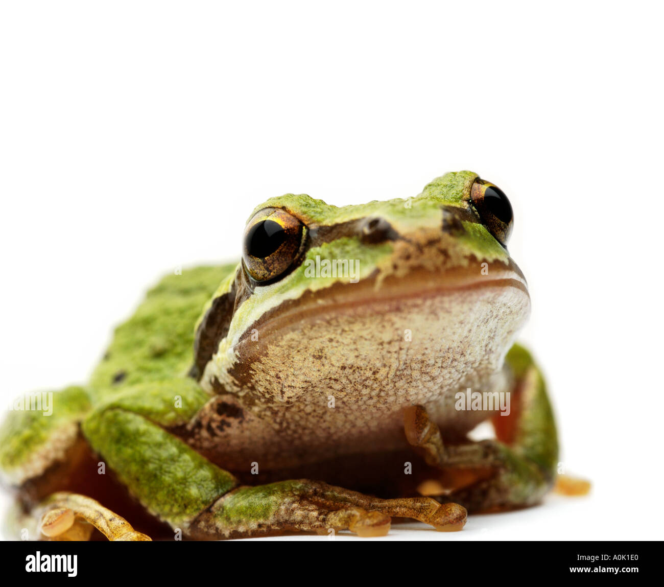 Grenouille arboricole Banque D'Images