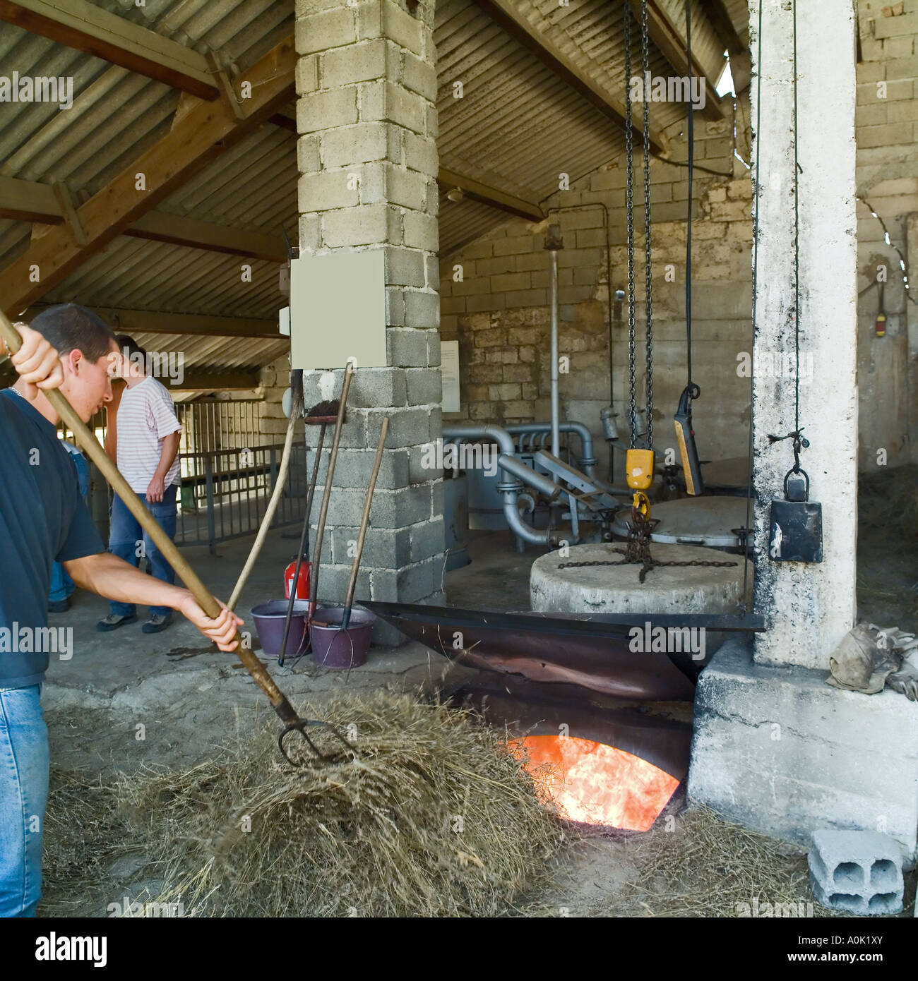 L'alimentation des travailleurs la chaudière de feu avec les restes de lavande, Distillerie du Vallon, de l'huile de lavande distillerie, Sault, Vaucluse, Provence, France Banque D'Images