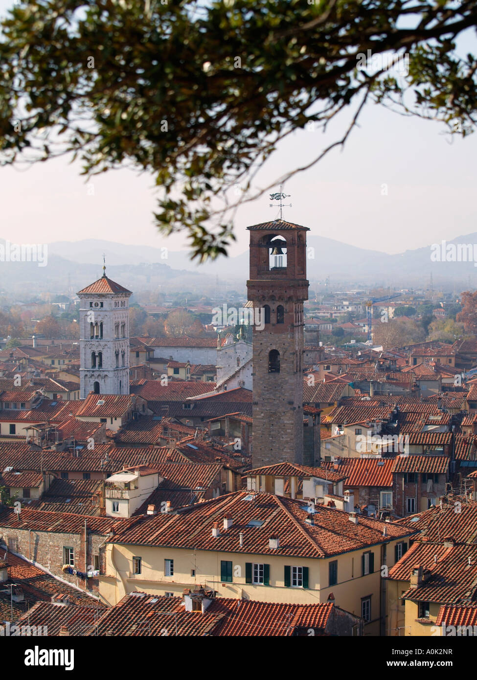 Vue sur les toits de la tour Torre de Lucques tour Guinigi Lucca Toscane Italie la verticale Banque D'Images